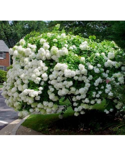 Гортензія волотиста Грандіфлора | Hydrangea paniculata Grandiflora | Гортензия метельчатая Грандифлора