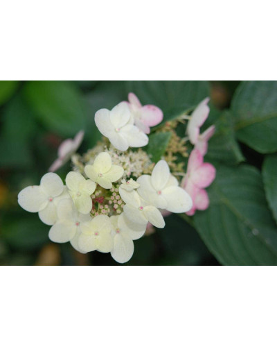 Гортензія волотиста Грандіфлора | Hydrangea paniculata Grandiflora | Гортензия метельчатая Грандифлора
