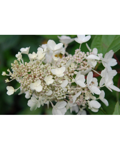 Гортензія волотиста Грандіфлора | Hydrangea paniculata Grandiflora | Гортензия метельчатая Грандифлора