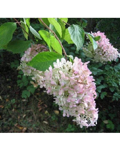 Гортензія волотиста Грандіфлора | Hydrangea paniculata Grandiflora | Гортензия метельчатая Грандифлора