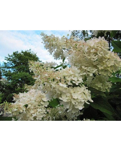 Гортензія волотиста Грандіфлора | Hydrangea paniculata Grandiflora | Гортензия метельчатая Грандифлора