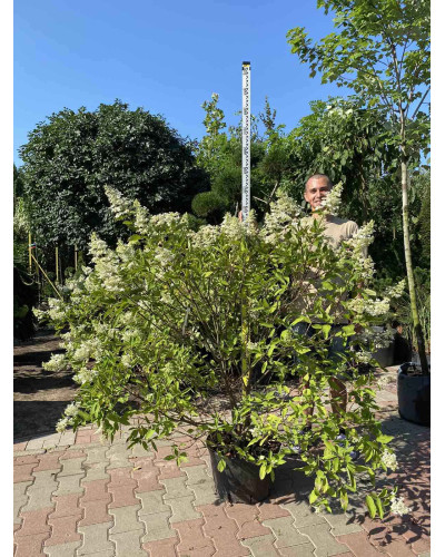 Гортензія волотиста Грандіфлора | Hydrangea paniculata Grandiflora | Гортензия метельчатая Грандифлора
