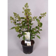 Гортензія волотиста Грандіфлора | Hydrangea paniculata Grandiflora | Гортензия метельчатая Грандифлора