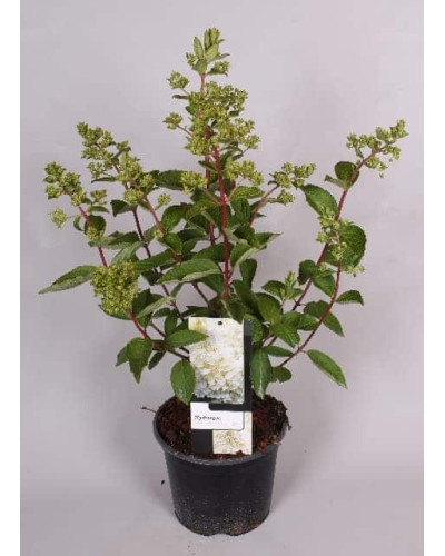 Гортензія волотиста Грандіфлора | Hydrangea paniculata Grandiflora | Гортензия метельчатая Грандифлора