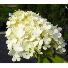 Гортензія волотиста Грандіфлора | Hydrangea paniculata Grandiflora | Гортензия метельчатая Грандифлора