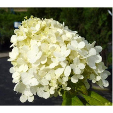 Гортензія волотиста Грандіфлора | Hydrangea paniculata Grandiflora | Гортензия метельчатая Грандифлора