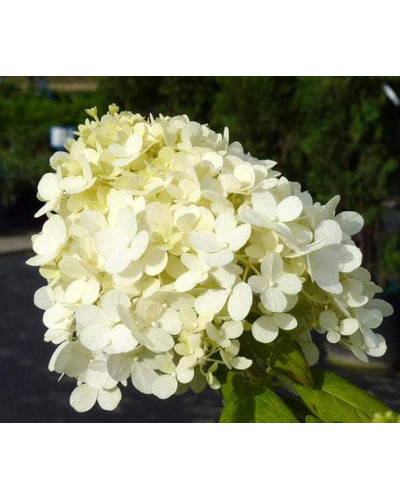 Гортензія волотиста Грандіфлора | Hydrangea paniculata Grandiflora | Гортензия метельчатая Грандифлора