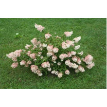 Гортензія волотиста Грандіфлора | Hydrangea paniculata Grandiflora | Гортензия метельчатая Грандифлора