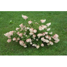 Гортензія волотиста Грандіфлора | Hydrangea paniculata Grandiflora | Гортензия метельчатая Грандифлора