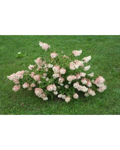 Гортензія волотиста Грандіфлора | Hydrangea paniculata Grandiflora | Гортензия метельчатая Грандифлора