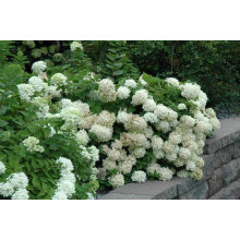 Гортензія волотиста Грандіфлора | Hydrangea paniculata Grandiflora | Гортензия метельчатая Грандифлора