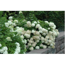 Гортензія волотиста Грандіфлора | Hydrangea paniculata Grandiflora | Гортензия метельчатая Грандифлора