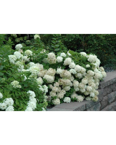 Гортензія волотиста Грандіфлора | Hydrangea paniculata Grandiflora | Гортензия метельчатая Грандифлора