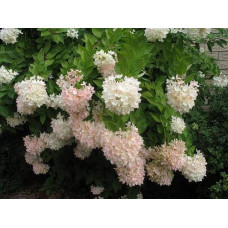 Гортензія волотиста Грандіфлора | Hydrangea paniculata Grandiflora | Гортензия метельчатая Грандифлора