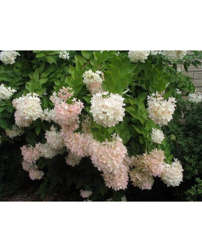 Гортензія волотиста Грандіфлора | Hydrangea paniculata Grandiflora | Гортензия метельчатая Грандифлора