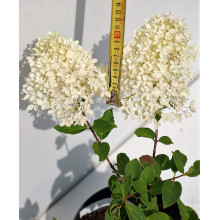 Гортензія волотиста Грандіфлора | Hydrangea paniculata Grandiflora | Гортензия метельчатая Грандифлора