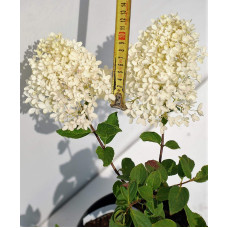 Гортензія волотиста Грандіфлора | Hydrangea paniculata Grandiflora | Гортензия метельчатая Грандифлора