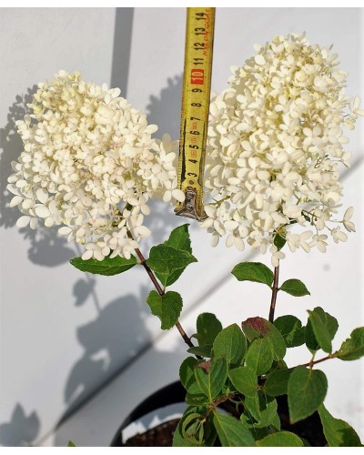 Гортензія волотиста Грандіфлора | Hydrangea paniculata Grandiflora | Гортензия метельчатая Грандифлора