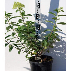 Гортензія волотиста Грандіфлора | Hydrangea paniculata Grandiflora | Гортензия метельчатая Грандифлора