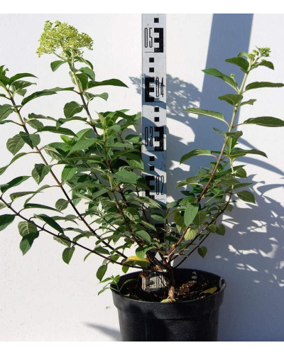 Гортензія волотиста Грандіфлора | Hydrangea paniculata Grandiflora | Гортензия метельчатая Грандифлора