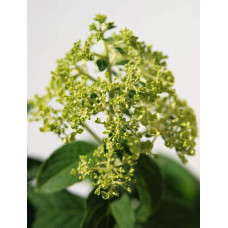 Гортензія волотиста Грандіфлора | Hydrangea paniculata Grandiflora | Гортензия метельчатая Грандифлора