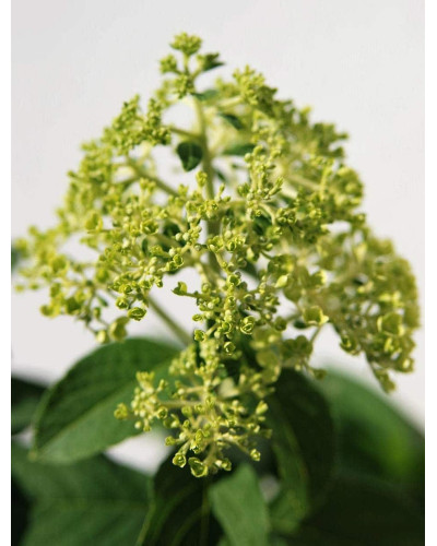 Гортензія волотиста Грандіфлора | Hydrangea paniculata Grandiflora | Гортензия метельчатая Грандифлора