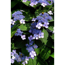 Гортензія пильчаста Блюберд | Hydrangea serrata Bluebird | Гортензия пильчатая Блюберд