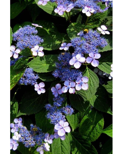 Гортензія пильчаста Блюберд | Hydrangea serrata Bluebird | Гортензия пильчатая Блюберд
