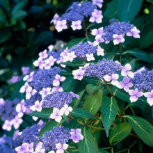 Гортензія пильчаста Блюберд | Hydrangea serrata Bluebird | Гортензия пильчатая Блюберд