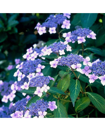 Гортензія пильчаста Блюберд | Hydrangea serrata Bluebird | Гортензия пильчатая Блюберд