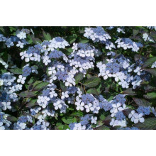 Гортензія пильчаста Блюберд | Hydrangea serrata Bluebird | Гортензия пильчатая Блюберд
