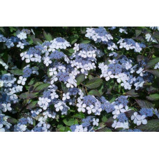 Гортензія пильчаста Блюберд | Hydrangea serrata Bluebird | Гортензия пильчатая Блюберд