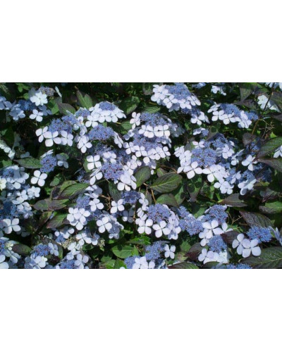 Гортензія пильчаста Блюберд | Hydrangea serrata Bluebird | Гортензия пильчатая Блюберд