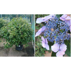 Гортензія пильчаста Блюберд | Hydrangea serrata Bluebird | Гортензия пильчатая Блюберд