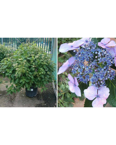 Гортензія пильчаста Блюберд | Hydrangea serrata Bluebird | Гортензия пильчатая Блюберд