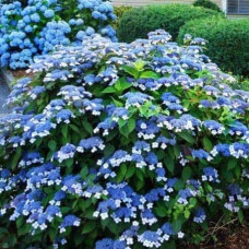 Гортензія пильчаста Блюберд | Hydrangea serrata Bluebird | Гортензия пильчатая Блюберд