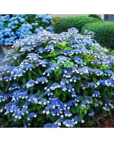 Гортензія пильчаста Блюберд | Hydrangea serrata Bluebird | Гортензия пильчатая Блюберд