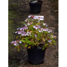 Гортензія пильчаста Блюберд | Hydrangea serrata Bluebird | Гортензия пильчатая Блюберд