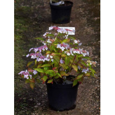 Гортензія пильчаста Блюберд | Hydrangea serrata Bluebird | Гортензия пильчатая Блюберд