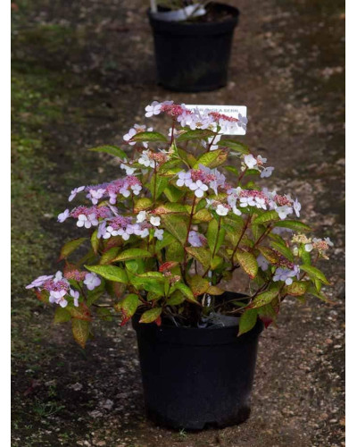 Гортензія пильчаста Блюберд | Hydrangea serrata Bluebird | Гортензия пильчатая Блюберд