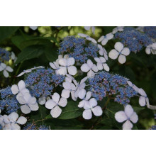 Гортензія пильчаста Блюберд | Hydrangea serrata Bluebird | Гортензия пильчатая Блюберд