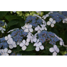 Гортензія пильчаста Блюберд | Hydrangea serrata Bluebird | Гортензия пильчатая Блюберд