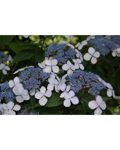 Гортензія пильчаста Блюберд | Hydrangea serrata Bluebird | Гортензия пильчатая Блюберд