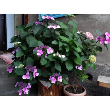 Гортензія пильчаста Блюберд | Hydrangea serrata Bluebird | Гортензия пильчатая Блюберд