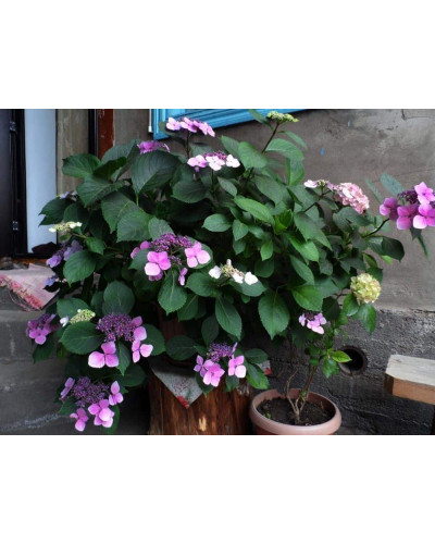 Гортензія пильчаста Блюберд | Hydrangea serrata Bluebird | Гортензия пильчатая Блюберд