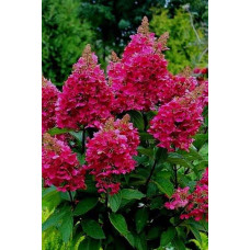 Гортензія волотиста Вімс Ред ® | Hydrangea paniculata Wim’s Red ® | Гортензия метельчатая Вимс Ред ®