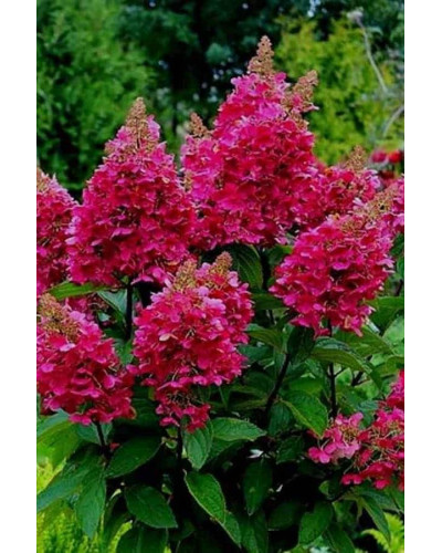 Гортензія волотиста Вімс Ред ® | Hydrangea paniculata Wim’s Red ® | Гортензия метельчатая Вимс Ред ®