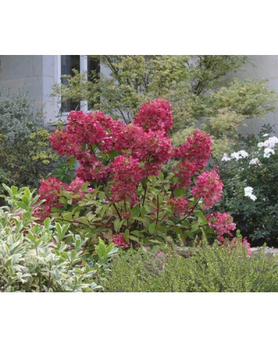 Гортензія волотиста Вімс Ред ® | Hydrangea paniculata Wim’s Red ® | Гортензия метельчатая Вимс Ред ®