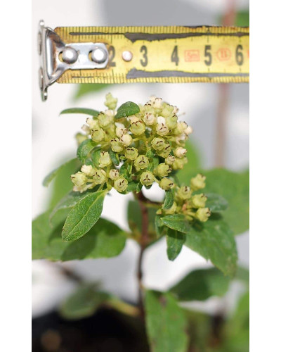 Гортензія волотиста Вімс Ред ® | Hydrangea paniculata Wim’s Red ® | Гортензия метельчатая Вимс Ред ®