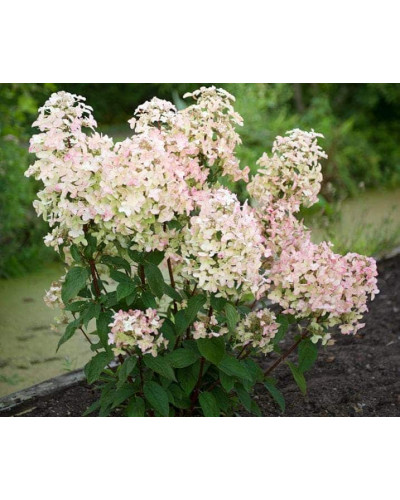 Гортензія волотиста Вімс Ред ® | Hydrangea paniculata Wim’s Red ® | Гортензия метельчатая Вимс Ред ®